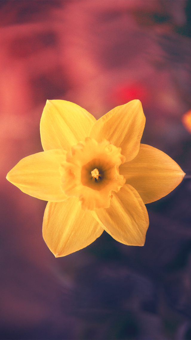 黄色花卉特写镜头iPhone 5壁纸