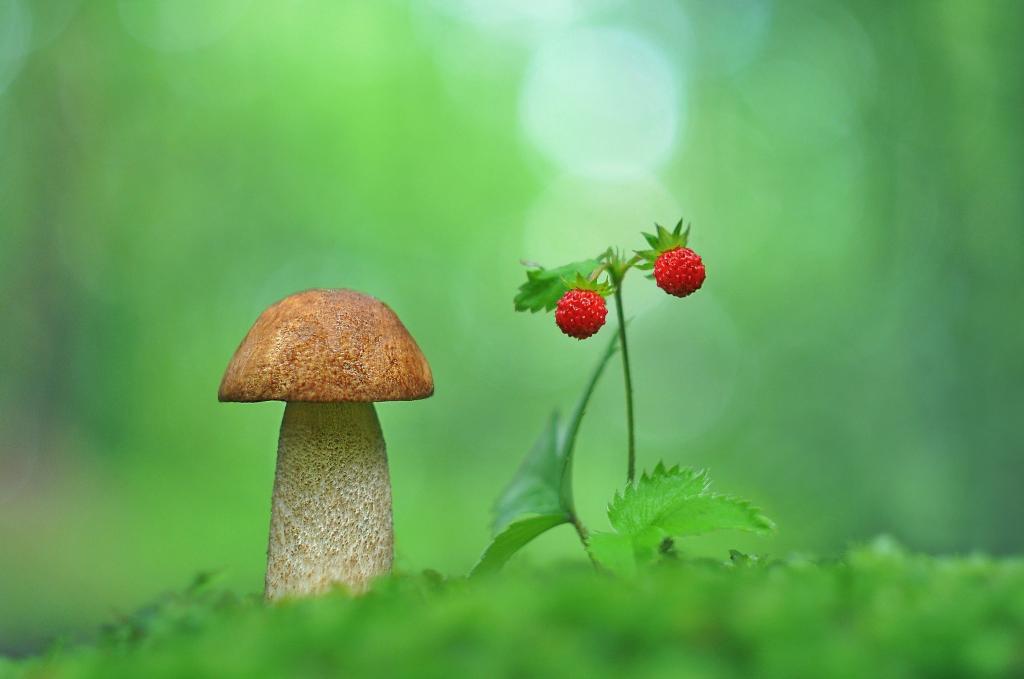 蘑菇草莓微距摄影