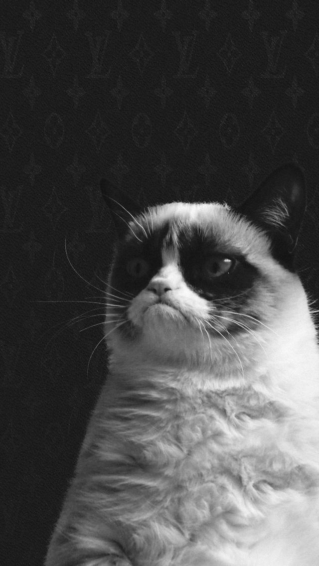 脾气暴躁的猫iPhone 5壁纸