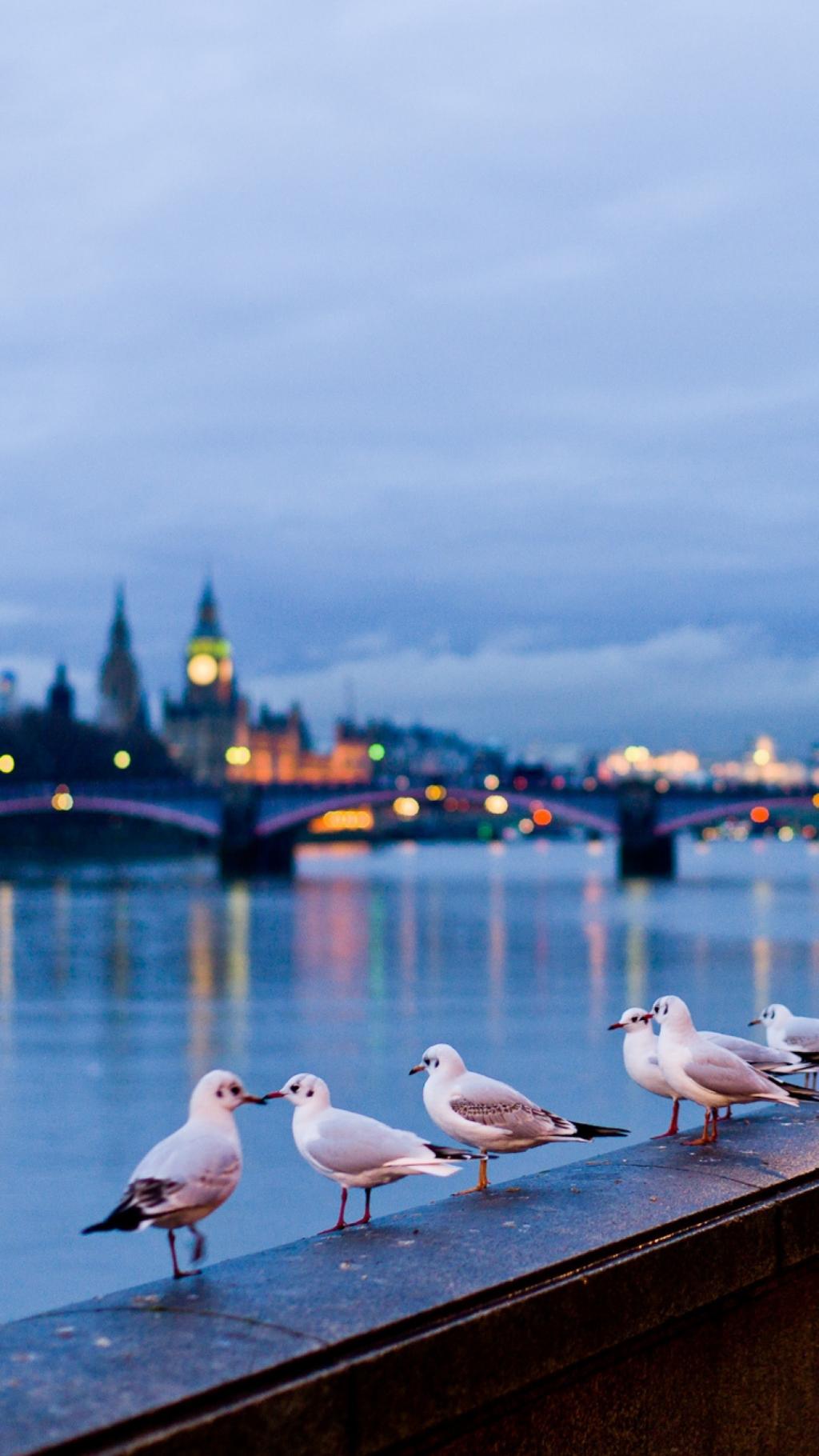 伦敦iPhone 6 Plus高清壁纸海鸥