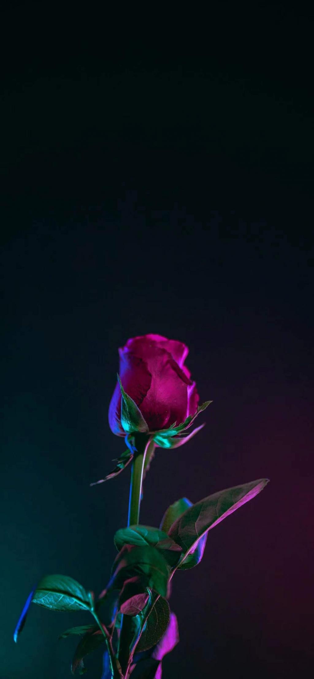 暗色系情人节玫瑰