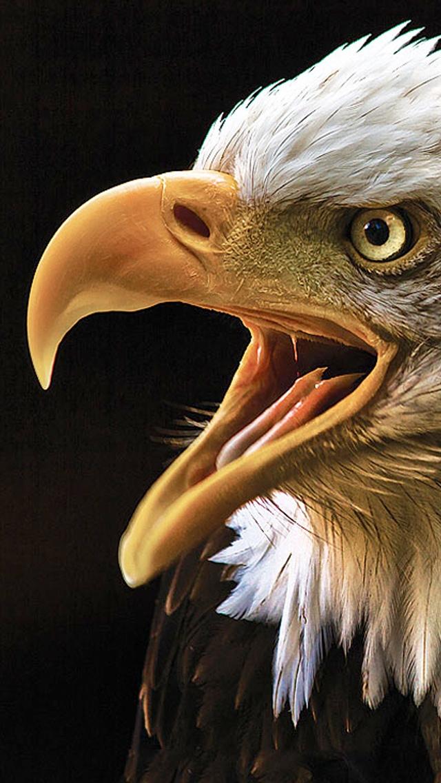 美国之鹰iPhone 5壁纸