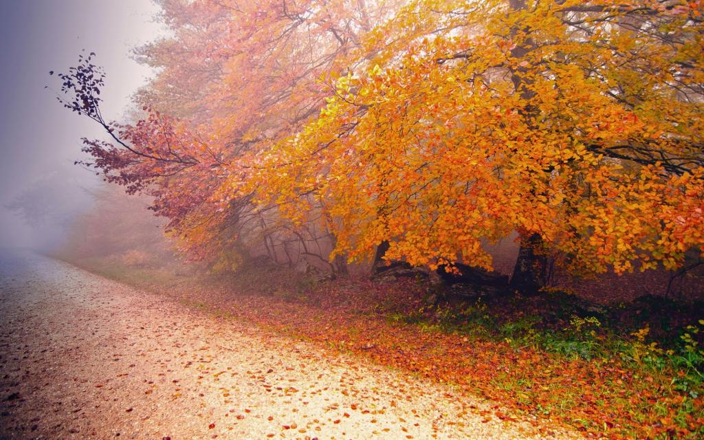 有雾的秋天早晨Mac壁纸
