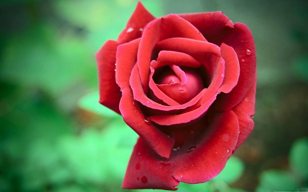 红玫瑰Mac壁纸