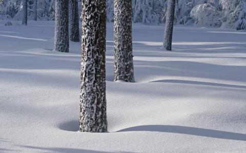 在雪的Mac墙纸的树阴影