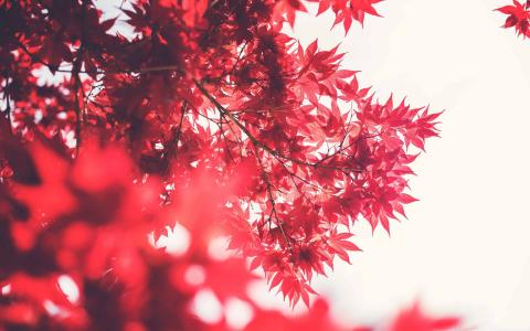 红色日本枫树Mac壁纸