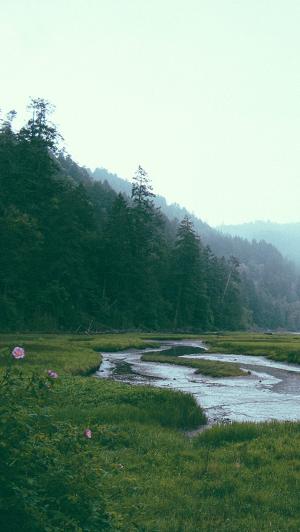 森林河美丽的风景iPhone 5壁纸