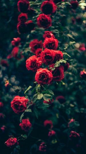 美丽的花园红玫瑰鲜花iPhone 6壁纸