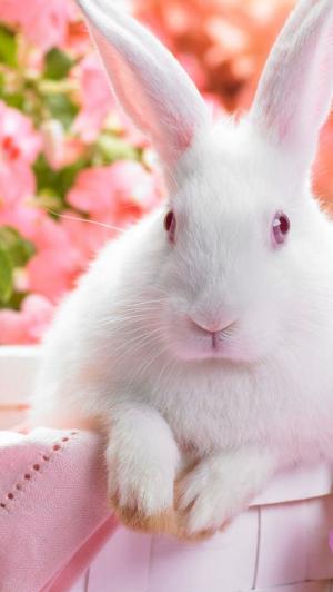 白色兔子复活节快乐iPhone 5壁纸