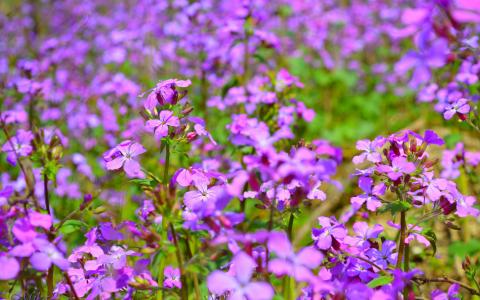春天紫色美丽小花