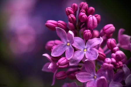 美丽紫丁香微距摄影