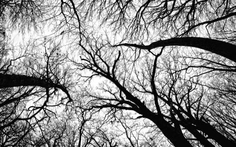 美国山核桃树丛黑色和白色Mac壁纸