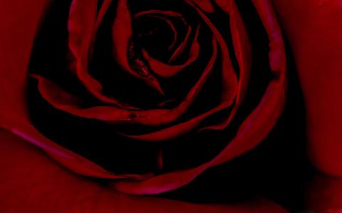 情人节红玫瑰Mac壁纸