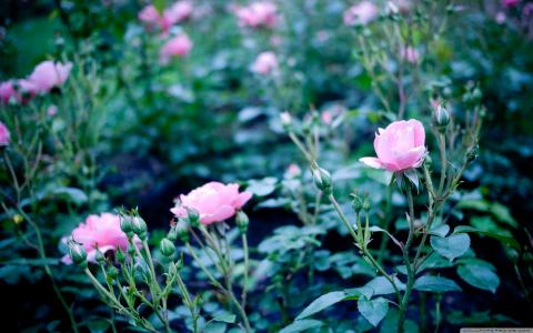 粉红色花园玫瑰Mac壁纸