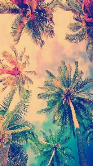 假色椰子树iPhone 6壁纸