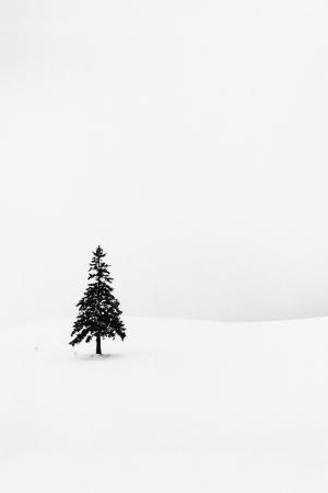 孤独的松树白色的雪花iPhone壁纸