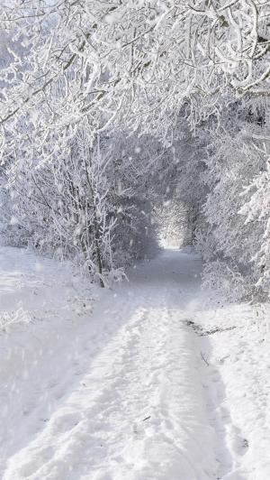 白雪皑皑的森林路径隧道iPhone 5壁纸