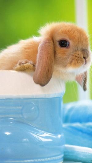 可爱的兔子iPhone 6 Plus高清壁纸