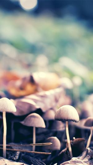 森林蘑菇特写镜头iPhone 5壁纸
