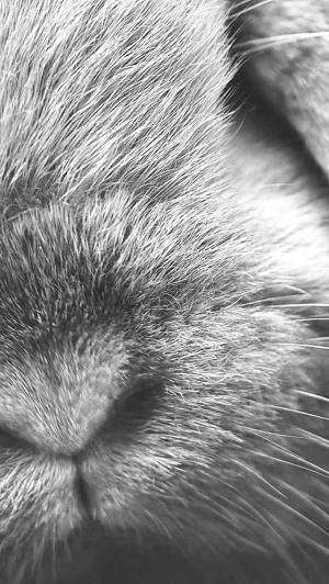 可爱的兔子鼻子特写iPhone 5壁纸