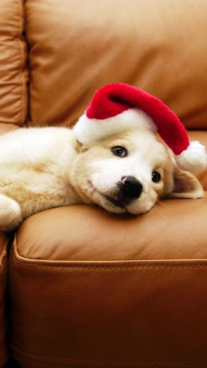 圣诞节小狗iPhone 5壁纸