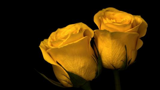 优雅高贵的黄色玫瑰