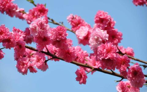 桃树盛开东京Mac壁纸