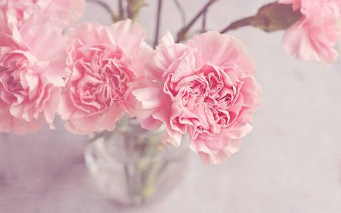 浅粉色康乃馨鲜花Mac壁纸