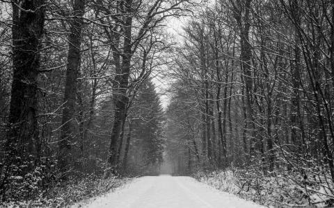 森林路径冬季Mac壁纸