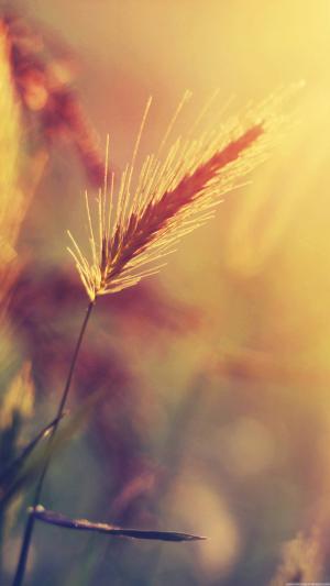 小麦植物特写温暖的颜色iPhone 6加高清壁纸