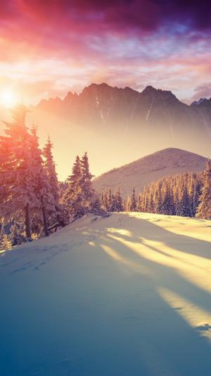 阳光透过冬季松树iPhone 6壁纸