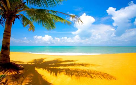海滩棕榈树Mac壁纸