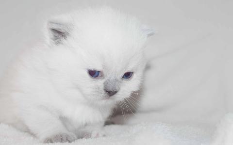 新生的白色小猫Mac壁纸