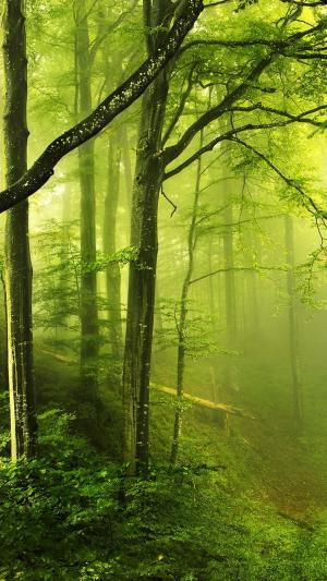 幻想绿色森林iPhone 6加高清壁纸