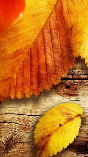 黄色秋叶关闭了木材纹理iPhone 5壁纸