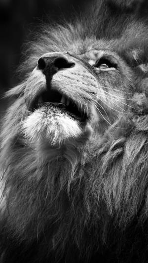 雄伟的狮子肖像iPhone 5壁纸