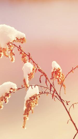 植物覆盖在雪冬季iPhone 5壁纸