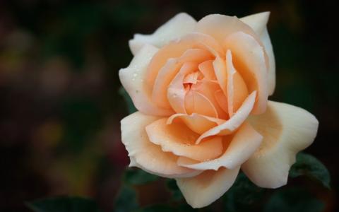 娇嫩优雅的玫瑰