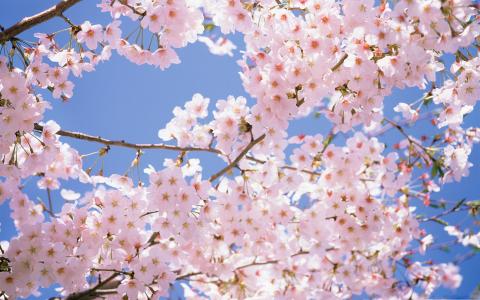 盛开的樱桃树Mac壁纸