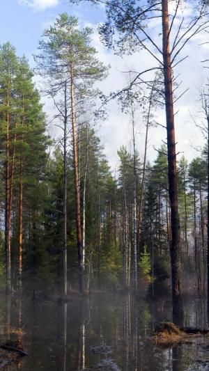 森林树晨雾6 iPhone壁纸