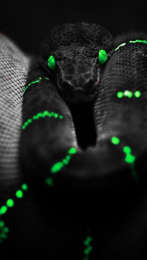 黑蛇绿眼睛iPhone 5壁纸