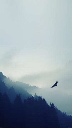在雾森林iPhone 6加高清壁纸飞行的鸟