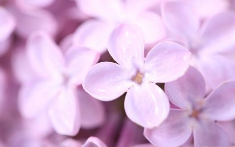 紫罗兰丁香花Mac壁纸