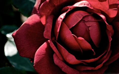 美丽的深红玫瑰Mac壁纸