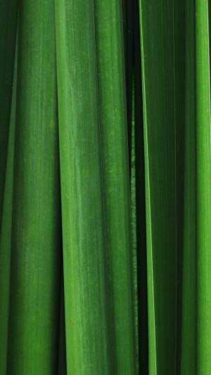 垂直绿色叶子iPhone 5壁纸