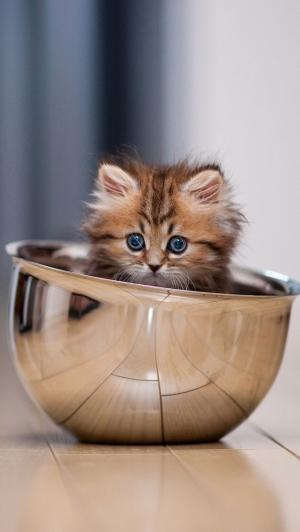 小猫在一个碗里的iPhone 5壁纸