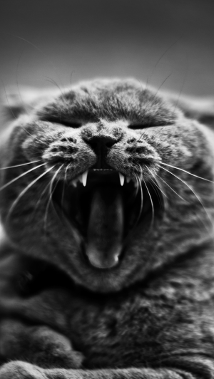 灰猫打哈欠大牙齿iPhone 5壁纸