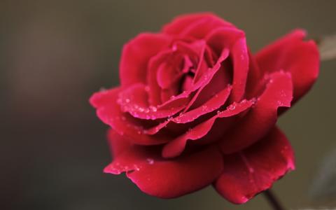 红玫瑰花宏观Mac壁纸
