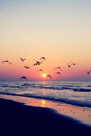 海滩日落岸鸟iPhone壁纸