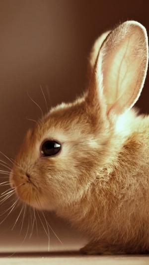 可爱的复活节兔子iPhone 5壁纸